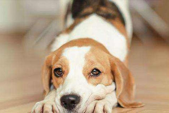 怀孕梦到给狗吃花生米稀饭是什么意思? - 百度