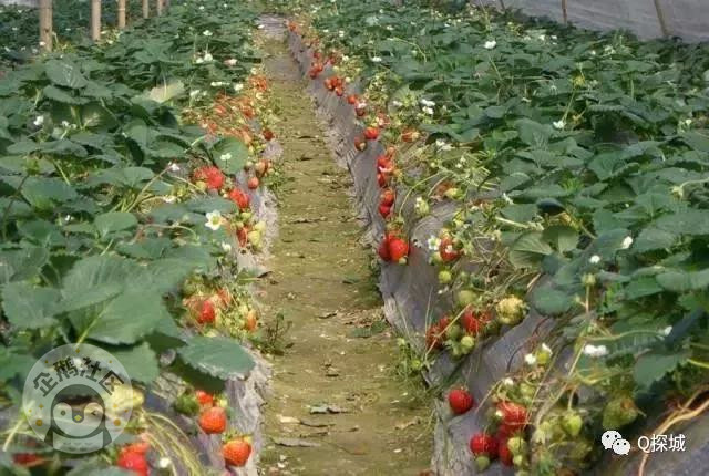 重庆周边摘草莓最全地图 品尝第一口莓好