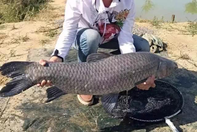 舍不得孩子套不住狼 用了一盆螺丝肉打窝 终