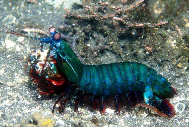 小丑螳螂虾的日常饲养