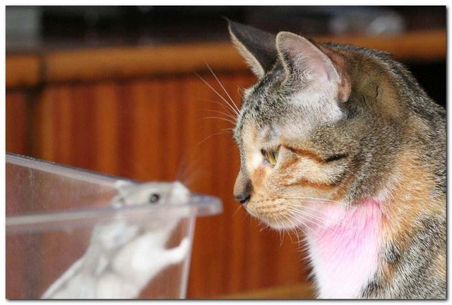 如何让家里的猫咪和仓鼠和睦相处