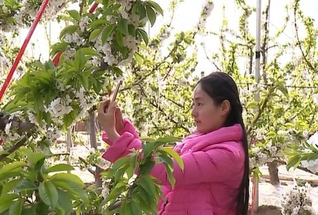 乡村行(十) 大棚樱桃花开早 花团锦簇惹人爱