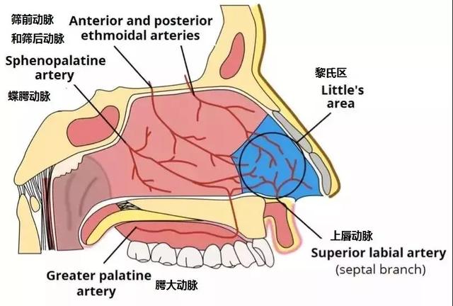 流鼻血时,这些错误的止血方法不要再用了!