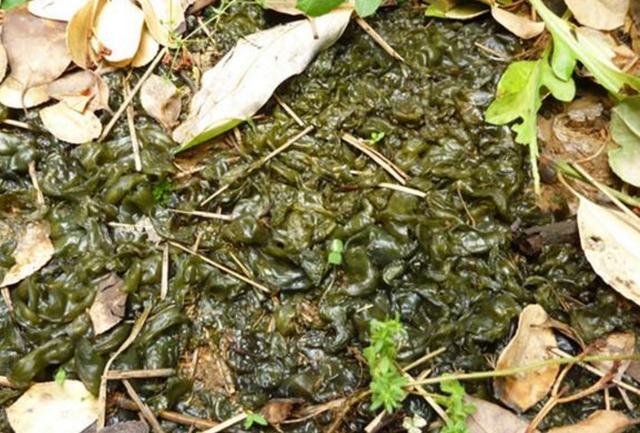 农村有种野菜,很难清洗,雨天生长的很快