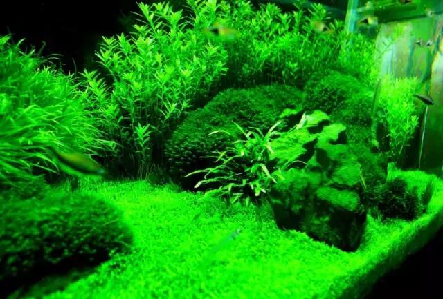 家居水景丨1.5米草缸开缸造景教程