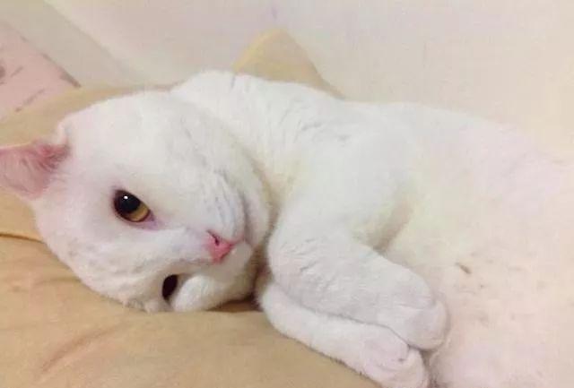 流浪猫卖萌装可怜终于被人收养,养段时间主人