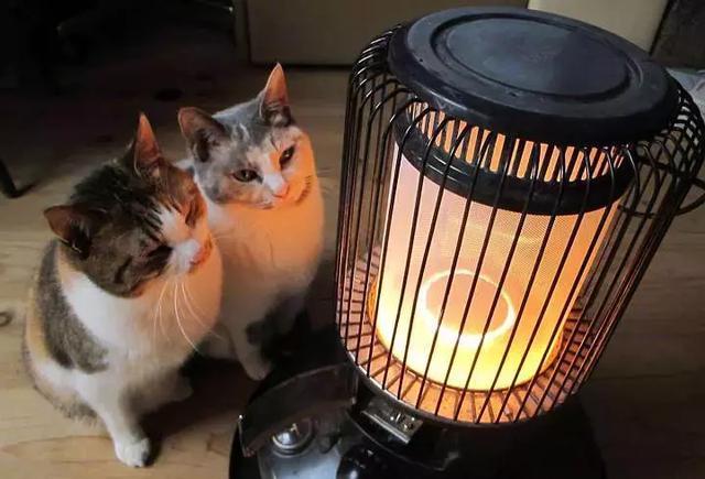 爱蹭热度的猫咪们表情是这样子的