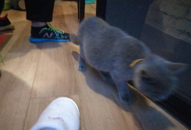 安乐记:喵星人发现猫传腹及最终安乐全记录