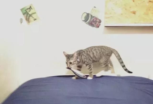 买一条鱼,猫咪叼着到处躲,一气之下买一系列的鱼,结果