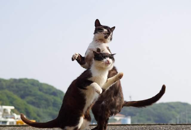 动感飞跃《JoJo猫》,原来你们也是替身使者啊