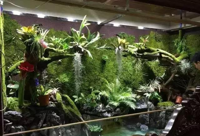 活久见!不会养鸟的水陆缸不是好雨林缸!