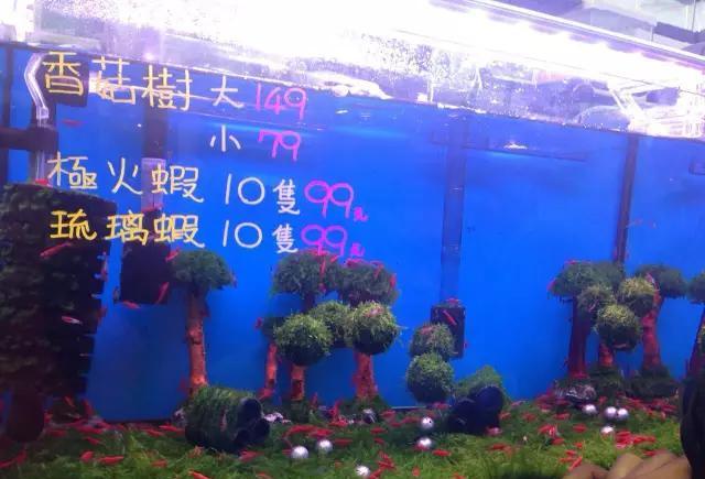 各种你没见过的新奇东西！不看后悔！