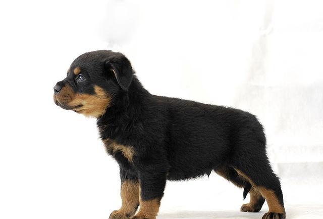 世界名犬——罗威纳犬(rottweiler)