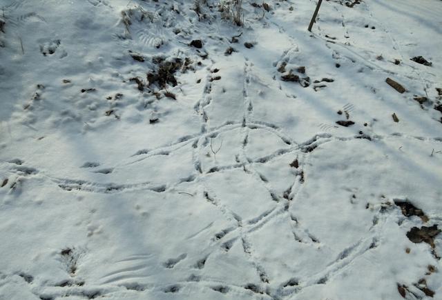 雪地里:这是不是兔子走过的痕迹,这样的图案还是第一次看到
