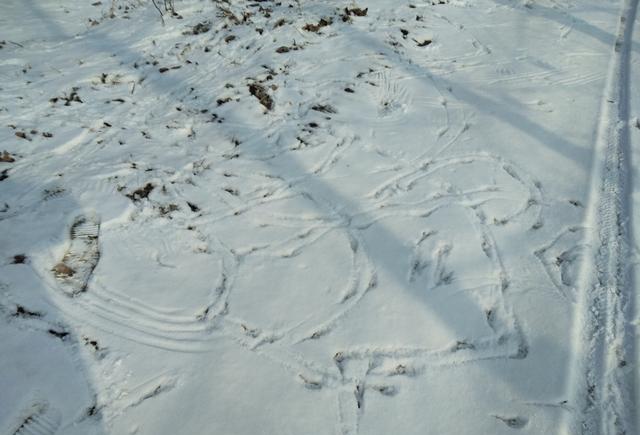 雪地里:这是不是兔子走过的痕迹,这样的图案还是第一次看到