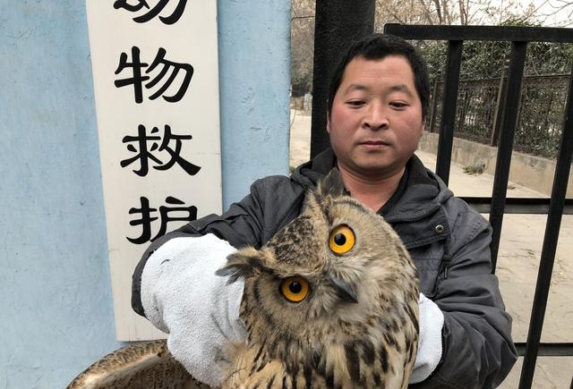 郑州:中牟农户麦地里发现疑似受伤大鸟 原来是大猫头鹰——雕鸮