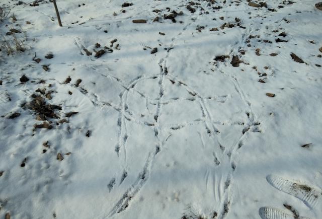 雪地里:这是不是兔子走过的痕迹,这样的图案还是第一次看到