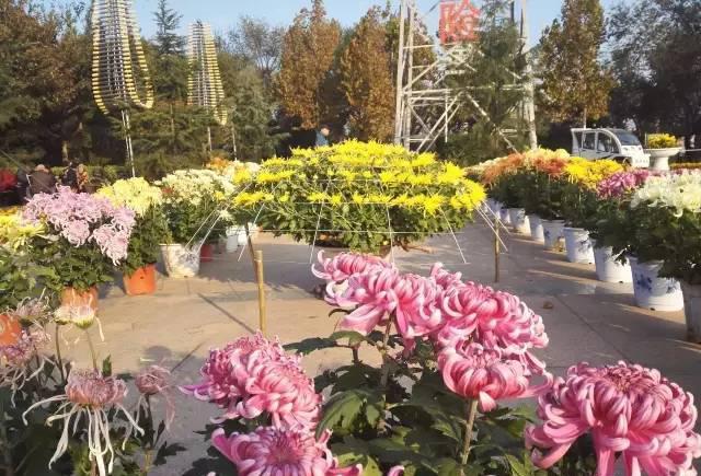 100多个品种2016德州市花菊花展正式开展啦