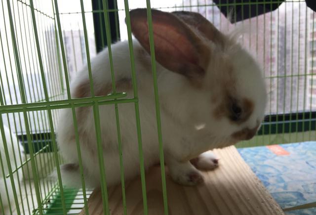 兔子圈:终于拍到小白的照片,太凶残