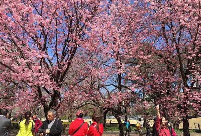 去日本旅行打车一不小心就打出一张机票的价格