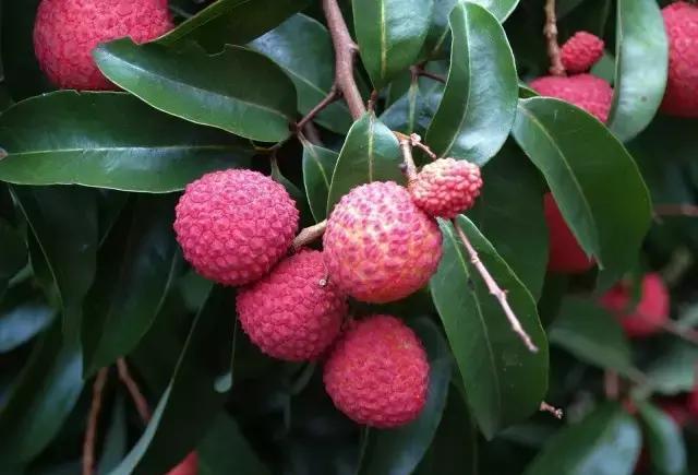 吃荔枝会过敏、长胖吗?正确吃荔枝应该这样做