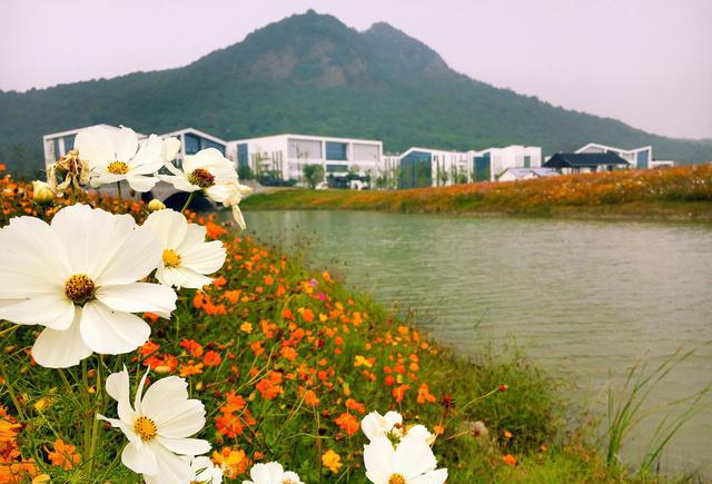 湘湖花海香田