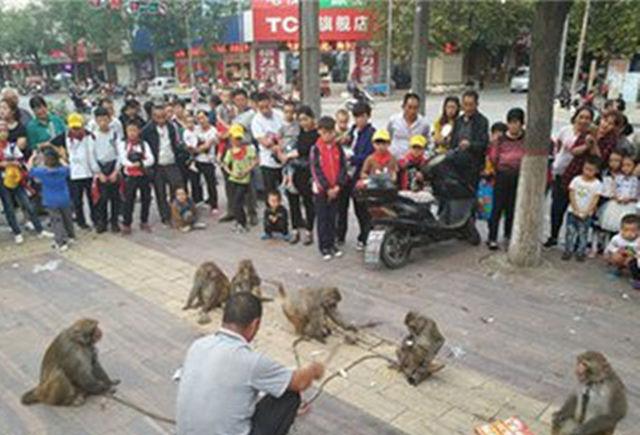农村大叔每天被猴子打上百个耳光,理由令人心酸!