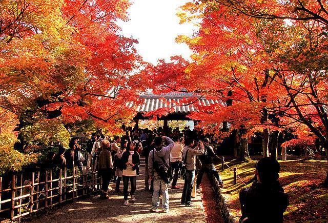 你要的京都1日游懒人包已到货,请查收!赏枫最