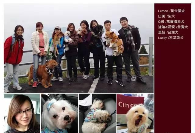 你知道专业宠物训练师都在干嘛吗？