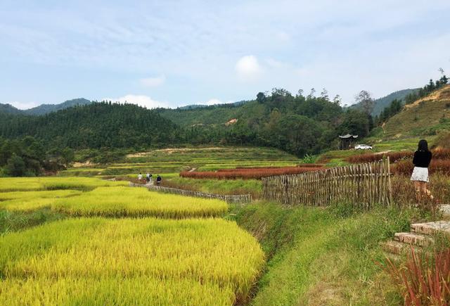 壁纸 成片种植 风景 植物 种植基地 桌面 640_435
