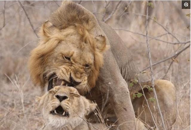 雄狮为传宗接代瞬间扑倒母狮,最后母狮表情成亮点,套路太深了!