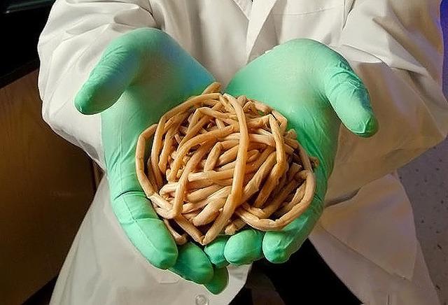 在医学上,肚里有虫常见于肠蛔虫病,多发于儿童,成年人也有.