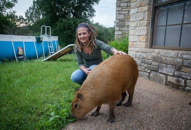 男子外出旅行碰上超级大老鼠遂带回家养，连猫咪看到都怕!