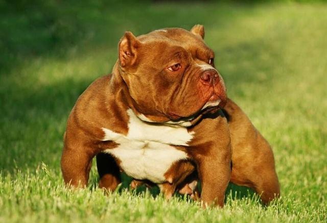 有一种狗叫做美国恶霸犬,属于男人的犬!