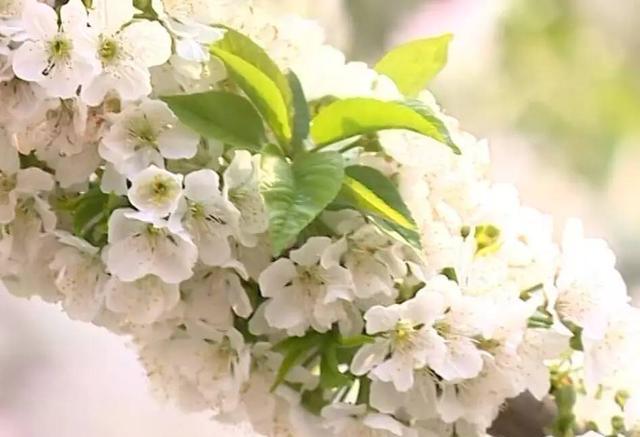 乡村行(十) 大棚樱桃花开早 花团锦簇惹人爱