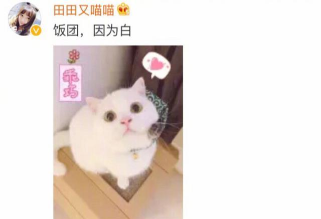 你家猫咪叫什么名字?叫狗蛋的最多,最牛的还是