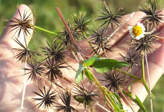 这种植物叫做鬼针草，是人们常用的中草药，入药还可 <s style=