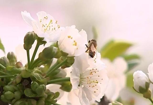 乡村行(十) 大棚樱桃花开早 花团锦簇惹人爱