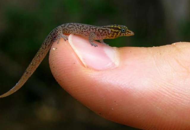 世界上最小的蜥蜴,和大拇指一比就知道有多小了