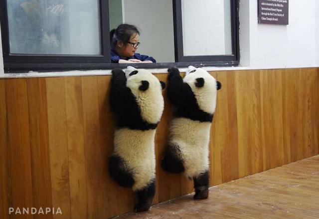 卖萌生活,成都大熊猫繁育研究基地分享了两张照片,2只可爱的熊猫宝宝