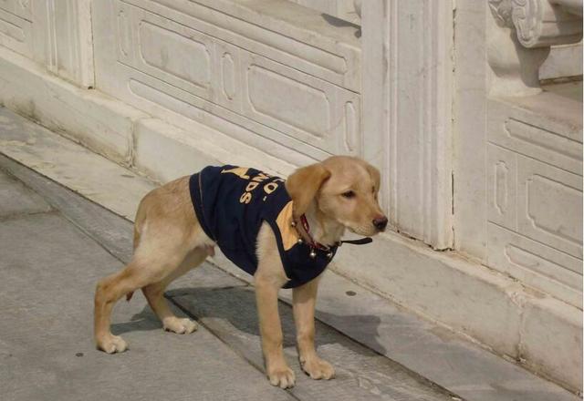被遗弃的拉布拉多犬,营救了被遗弃的婴儿,成为警犬搜救犬