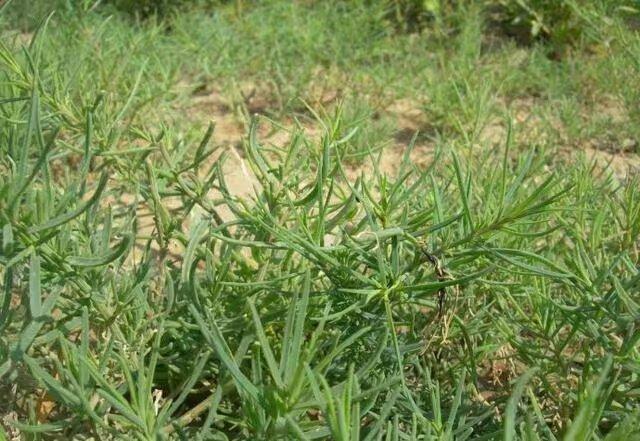 黄须菜不好吃，太咸?这样简单的做法做出来就是美味!