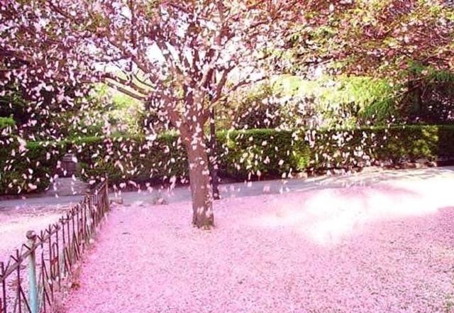 【宋代】李清照 风定落花深,帘外拥红堆雪.长记海棠开后,正伤春时节.