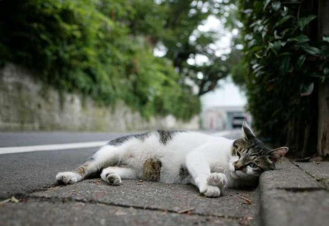 流浪猫的生存现状:大多数流浪猫都熬不过冬天的严寒