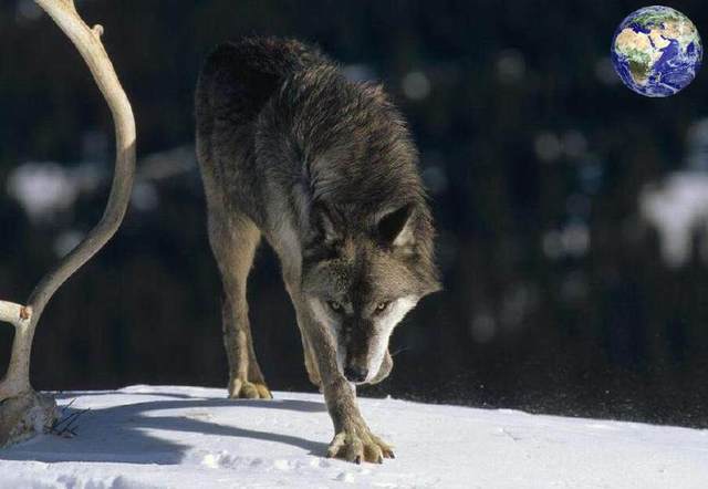 世界上最大的狼,也是唯一一种可以与大型猫科动物硬扛