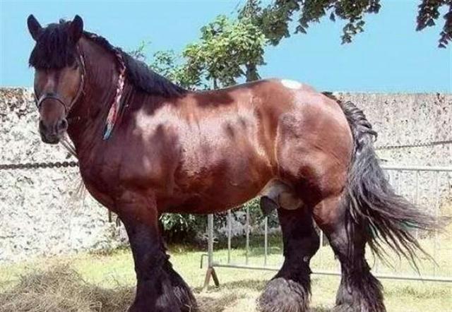 英国夏尔马,力气体型最大的马种,一匹可以拉动70个成年人