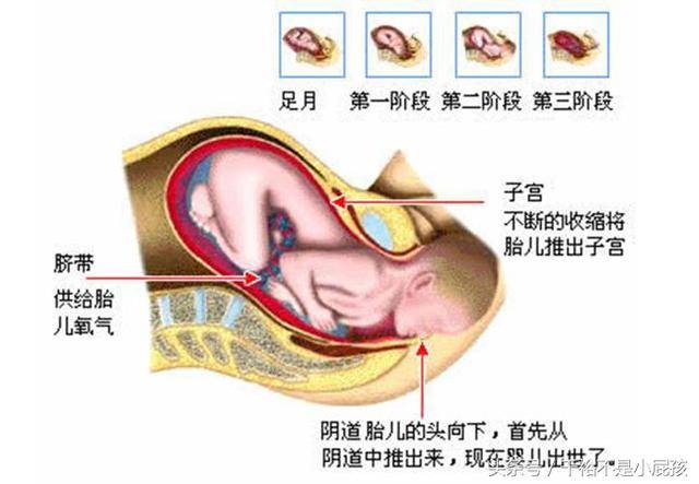 女人受精怀孕到分娩,子宫和胎儿变化"图解"!