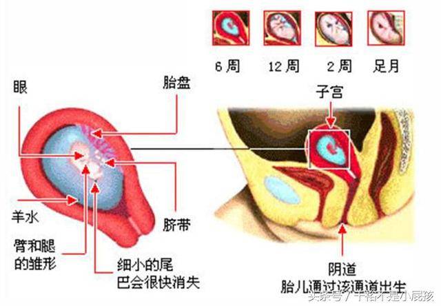 女人受精怀孕到分娩子宫和胎儿变化图解