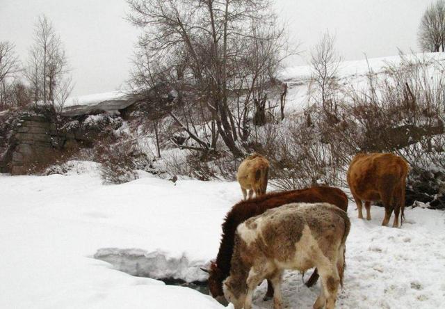 农村俗语冬在头,卖了被子去买牛,冬在尾,冻死