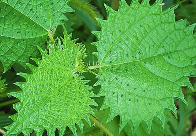 农村路边这常见的植物,不可别小瞧它哦,它可是味清火解毒和.